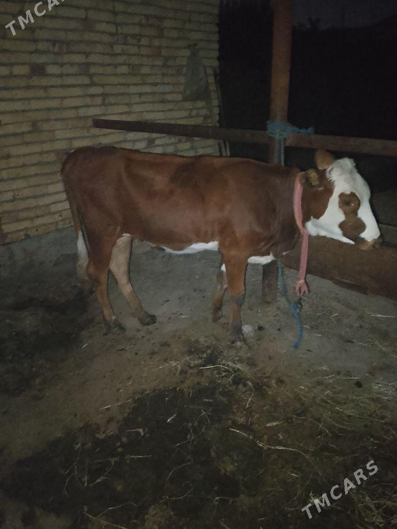 СИМЕНТАЛ УНАЖЫН - Çärjew - img 5