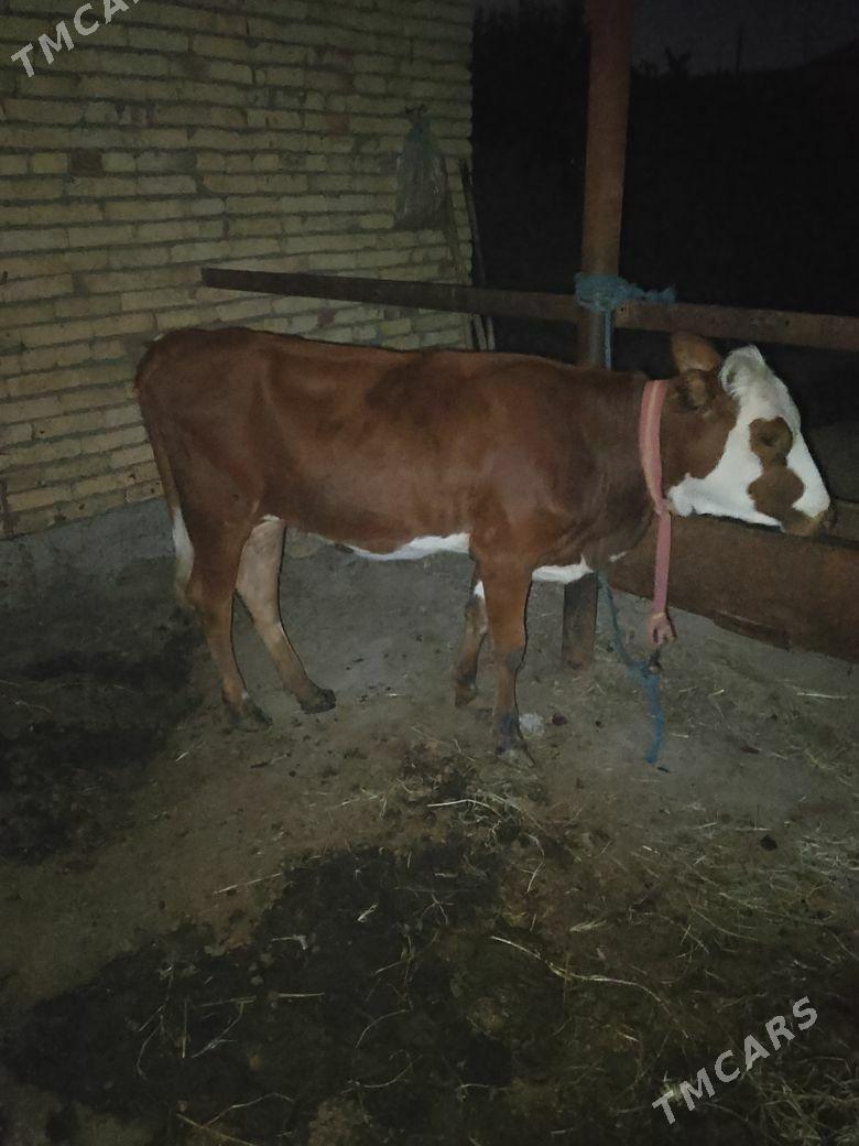 СИМЕНТАЛ УНАЖЫН - Çärjew - img 4