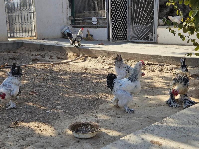 horaz balakly - Bekrewe - img 4