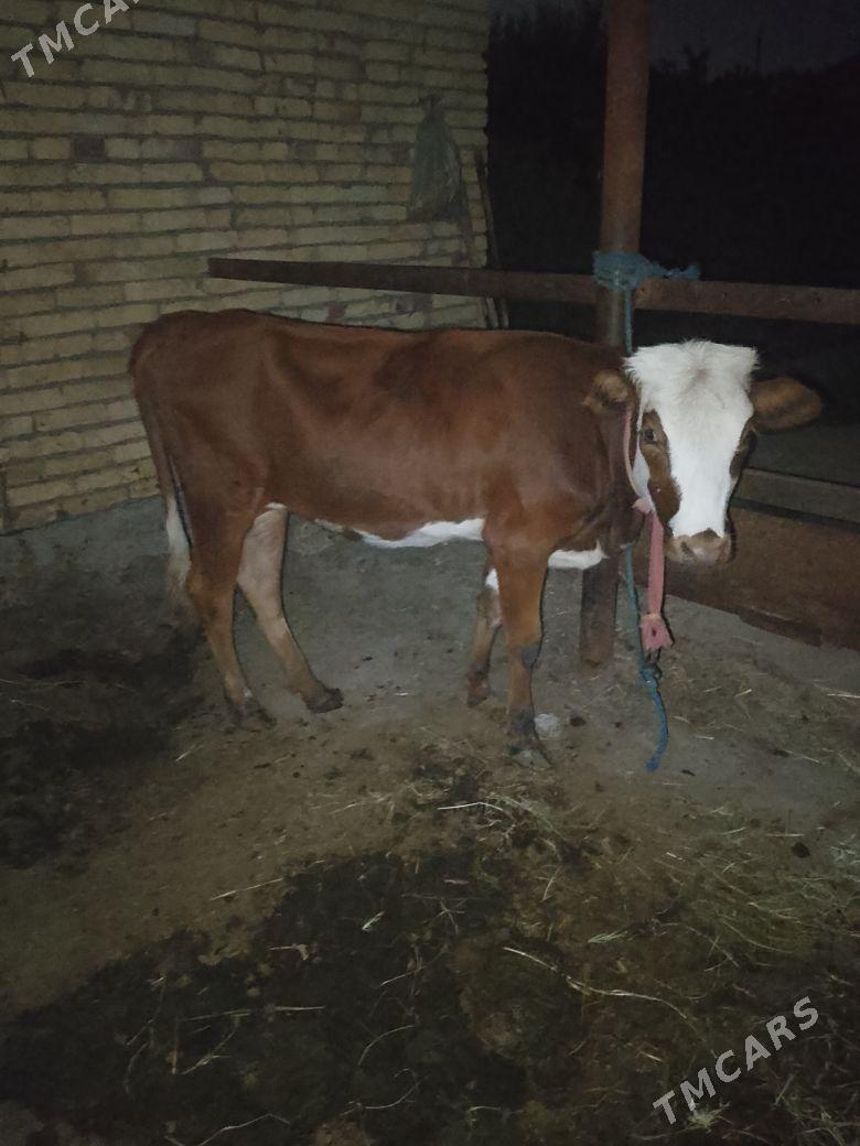 СИМЕНТАЛ УНАЖЫН - Çärjew - img 2