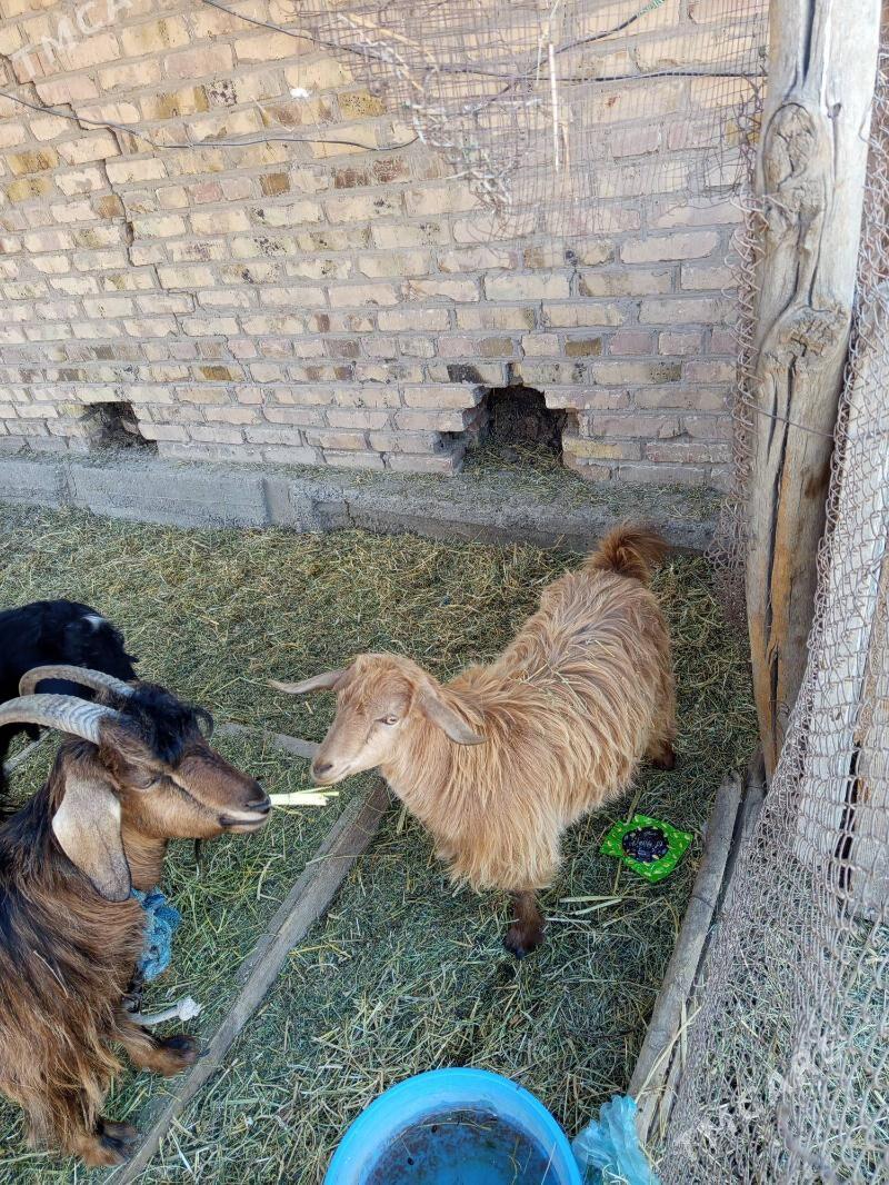 geciler - Туркменабат - img 2