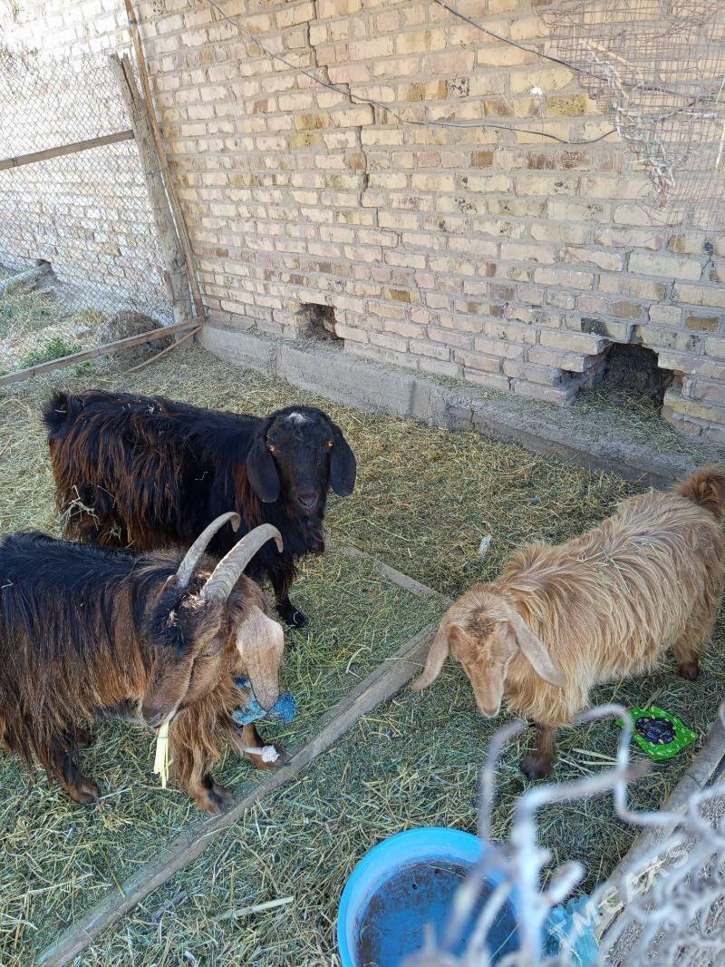 geciler - Туркменабат - img 3