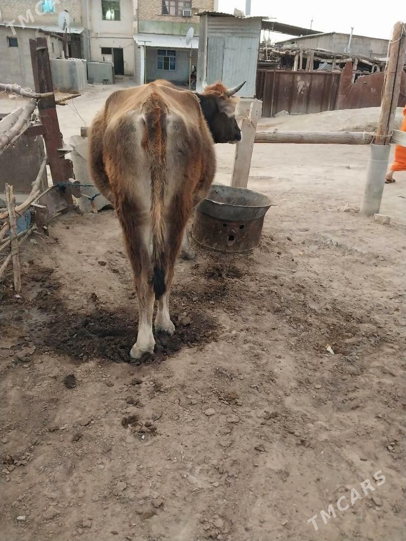 Sygyr - Ak bugdaý etraby - img 4