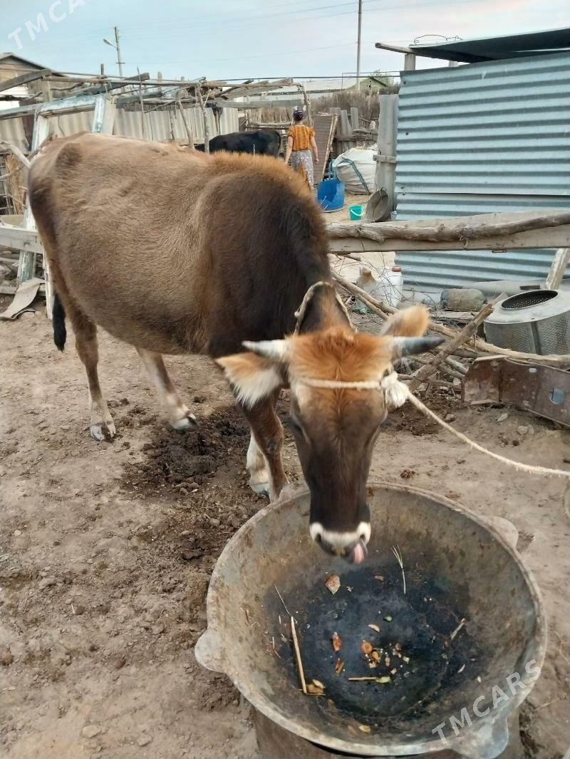 Sygyr - Ak bugdaý etraby - img 3