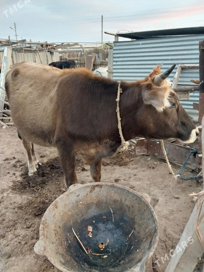 Sygyr - Ak bugdaý etraby - img 2