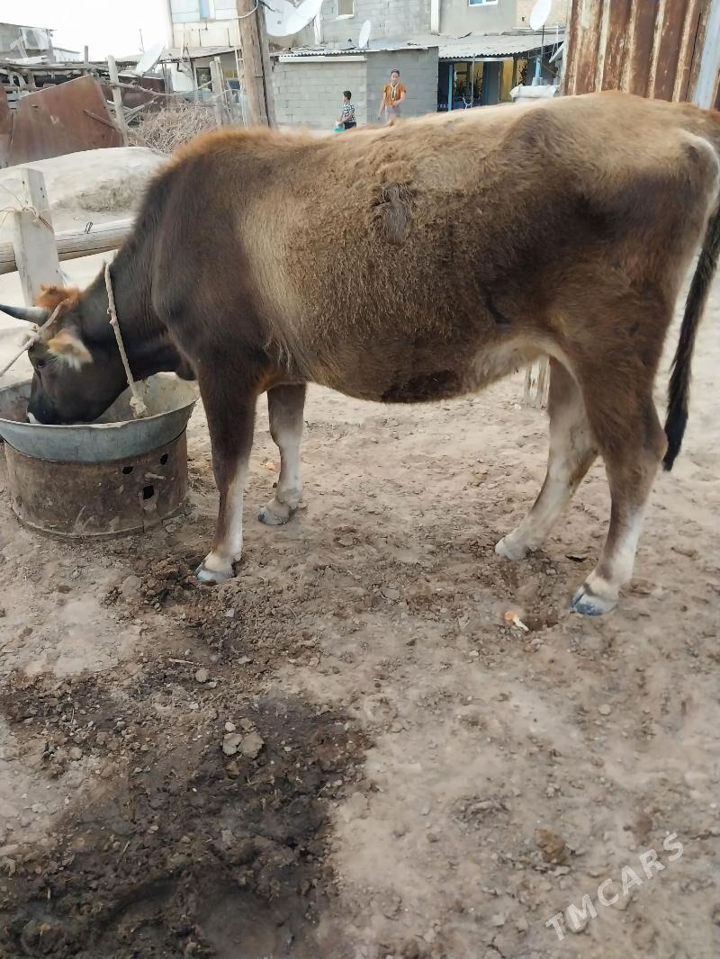 Sygyr - Ak bugdaý etraby - img 5