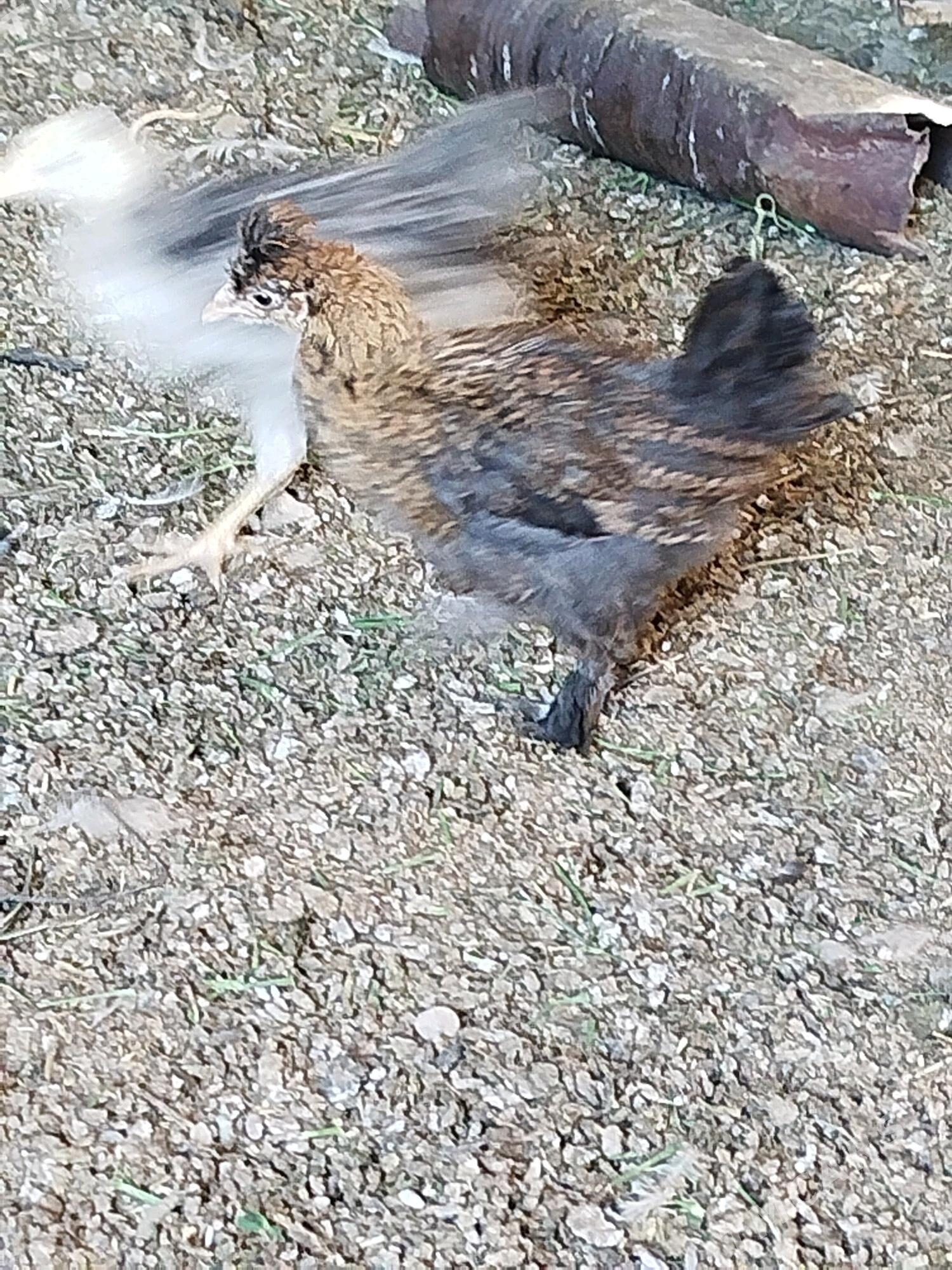 Jüýje - Теджен - img 5