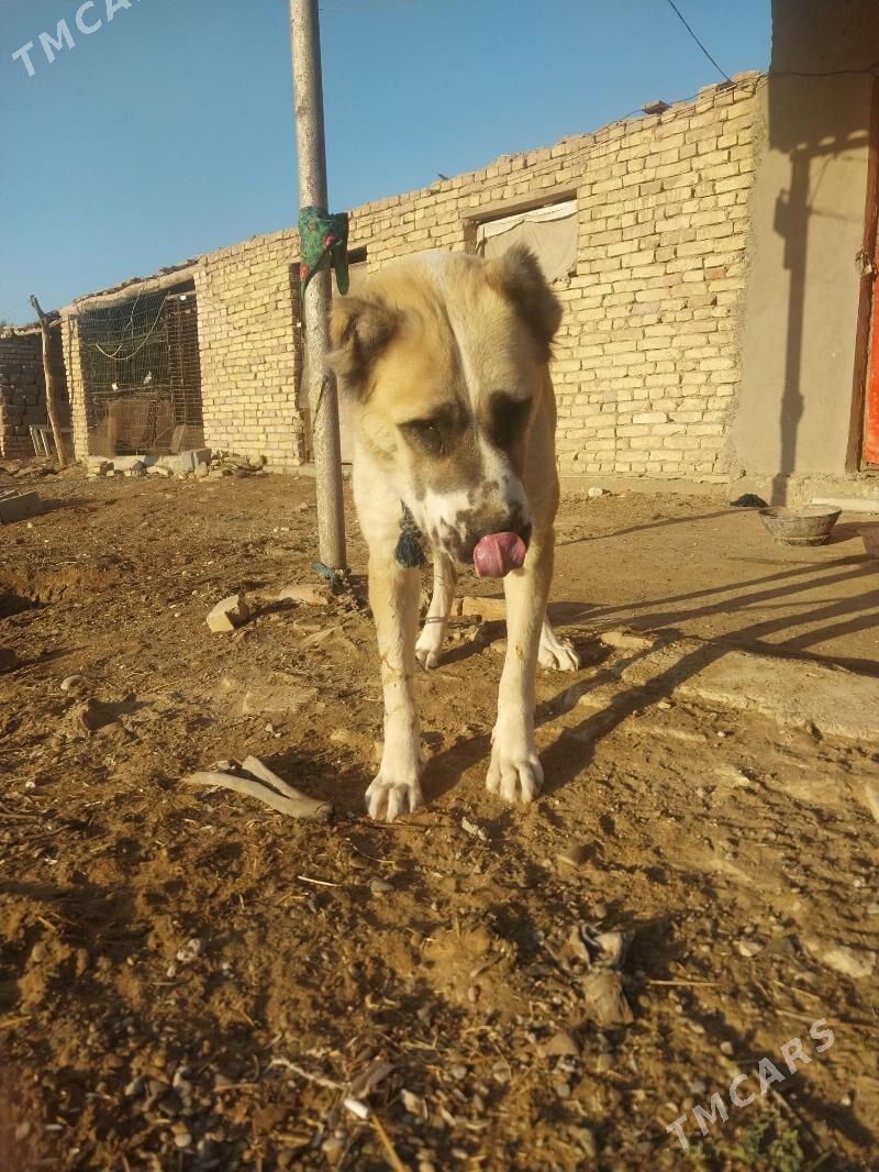 turmen it - Теджен - img 6