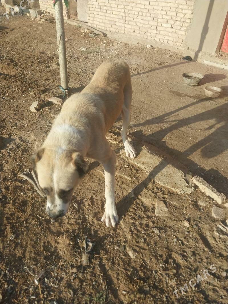 turmen it - Теджен - img 5