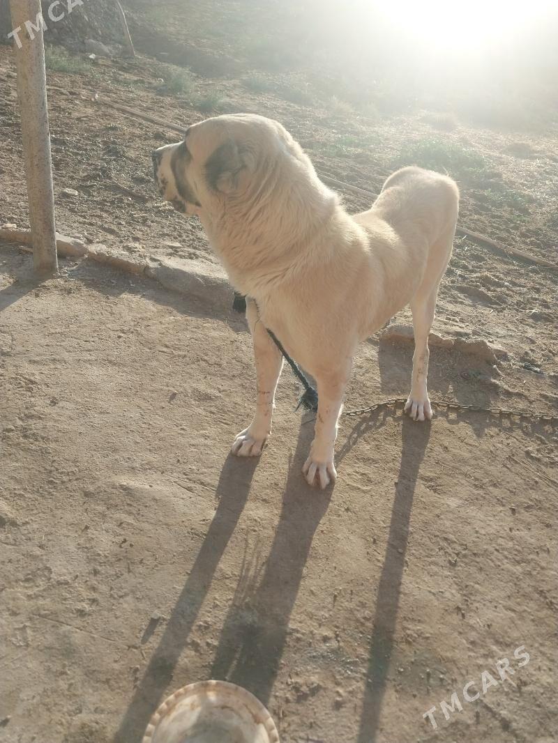 turmen it - Теджен - img 4