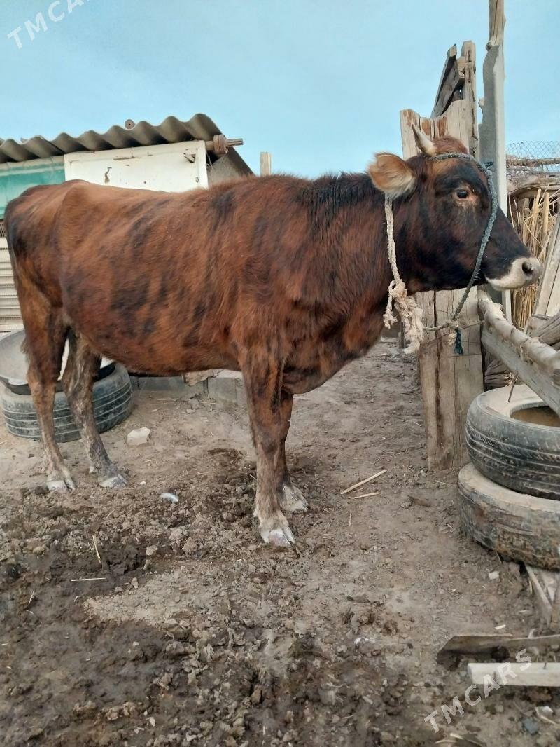 Sygyr - Ak bugdaý etraby - img 4