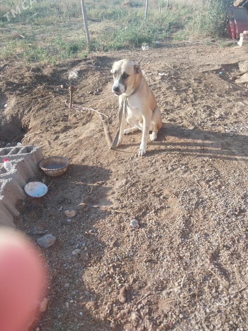 turmen it - Теджен - img 3