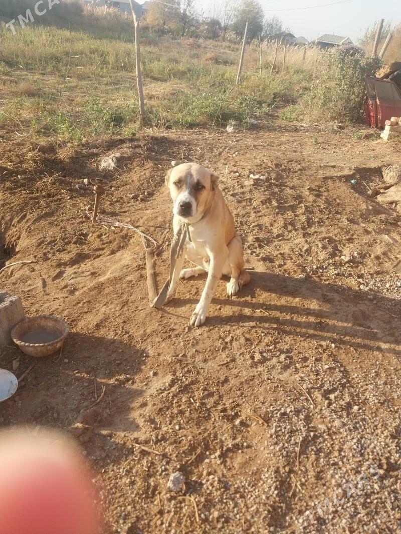 turmen it - Теджен - img 2