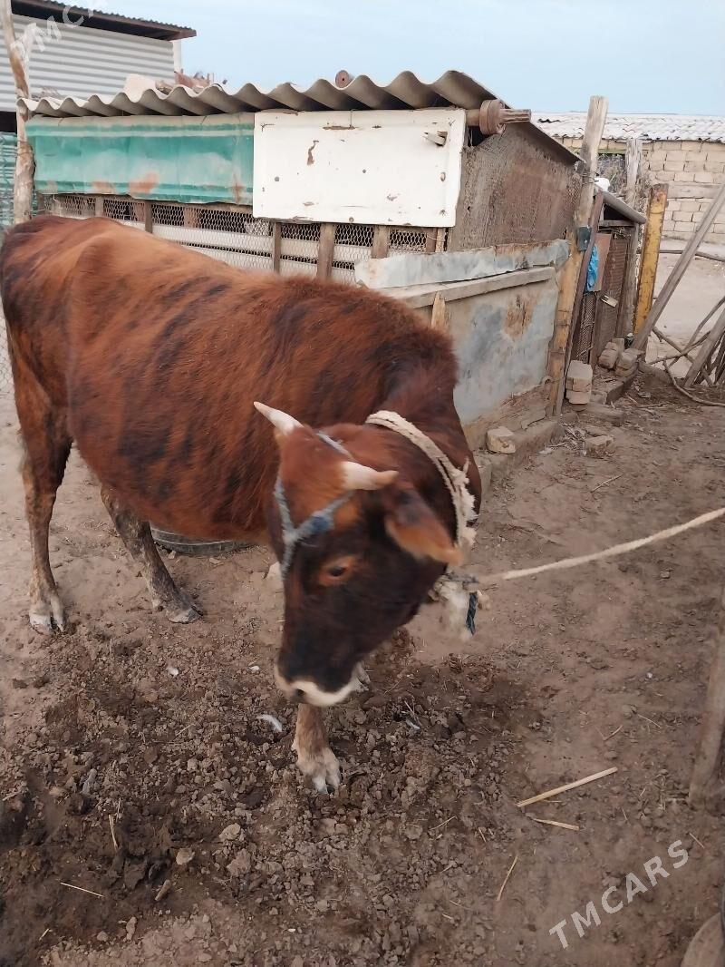 Sygyr - Ak bugdaý etraby - img 2