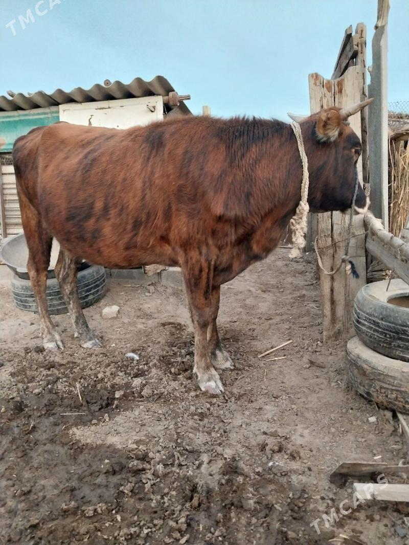 Sygyr - Ak bugdaý etraby - img 3