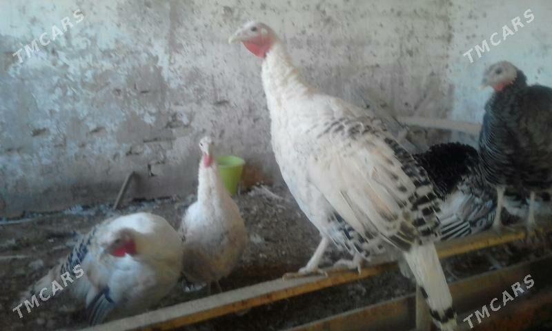 BAKYLAN INDUK ERKEK MÄKI - Murgap - img 2