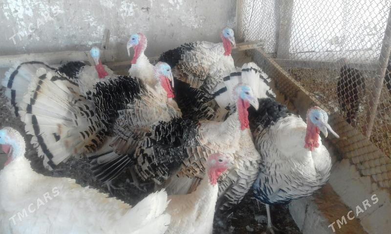 BAKYLAN INDUK ERKEK MÄKI - Murgap - img 3