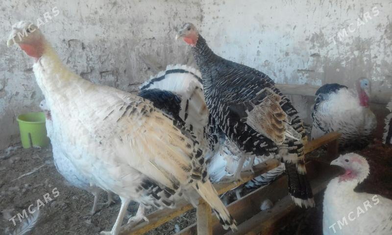 BAKYLAN INDUK ERKEK MÄKI - Murgap - img 4