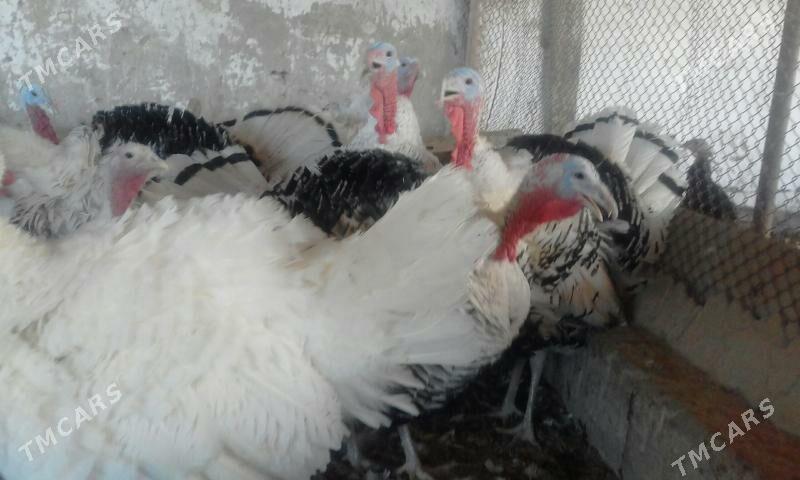 BAKYLAN INDUK ERKEK MÄKI - Murgap - img 5