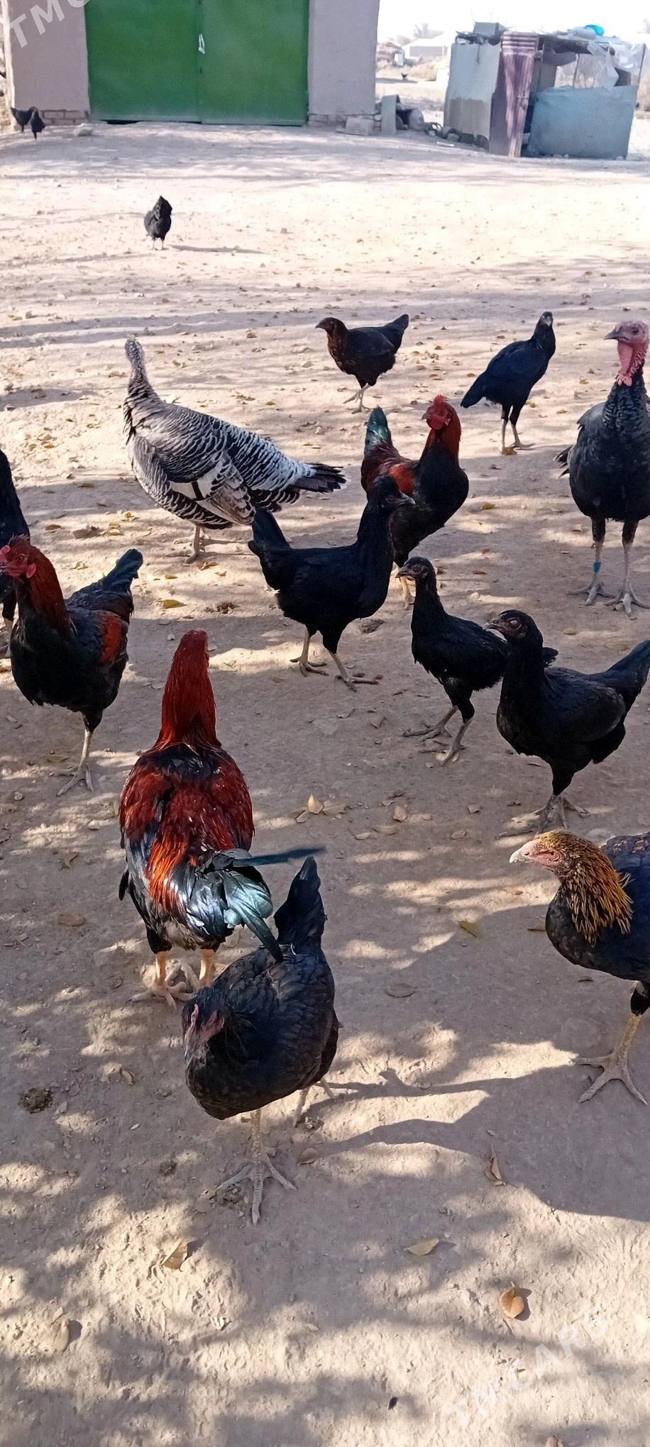 Horaz - Akdepe - img 2