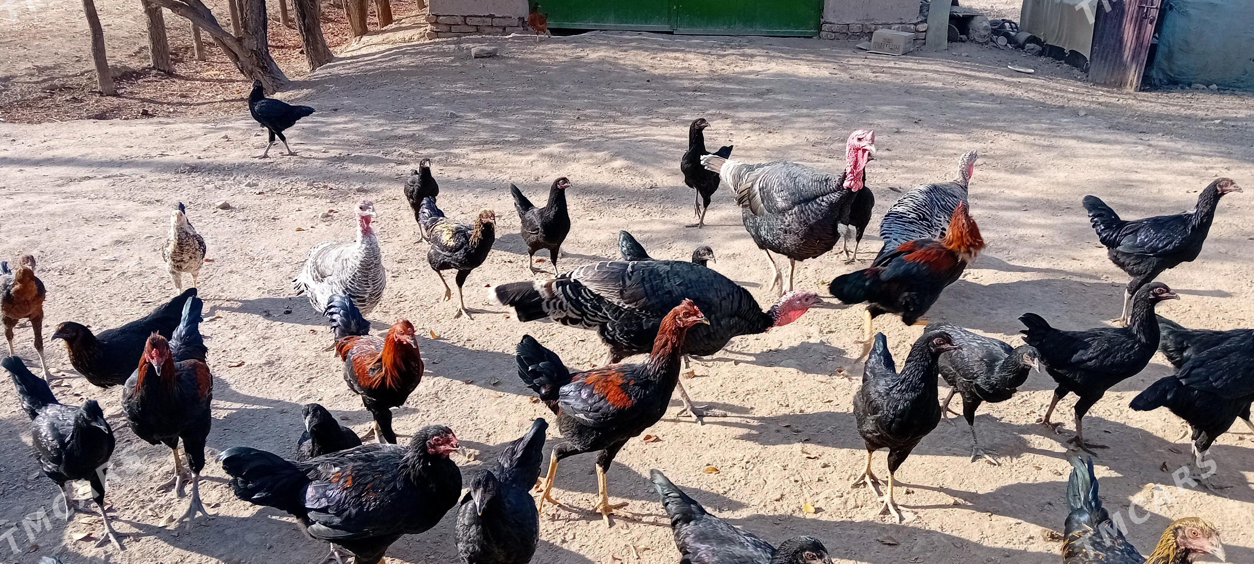 Horaz - Akdepe - img 3