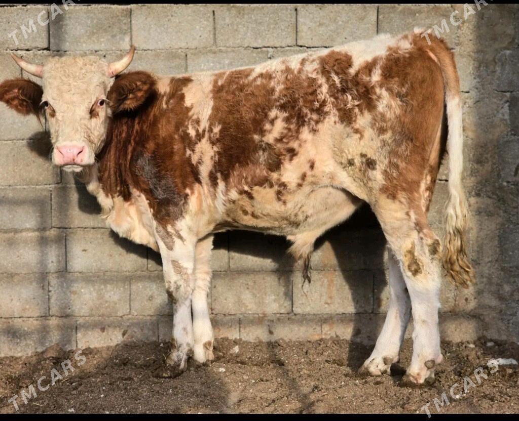 okuz simintal - Бузмеин - img 3