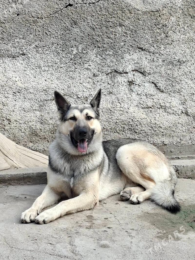 Afcarka gujuk - Ашхабад - img 1