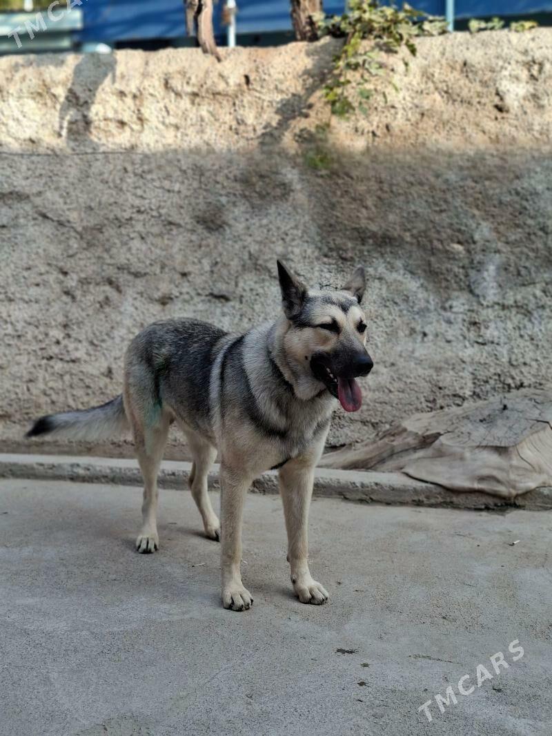 Afcarka gujuk - Ашхабад - img 2