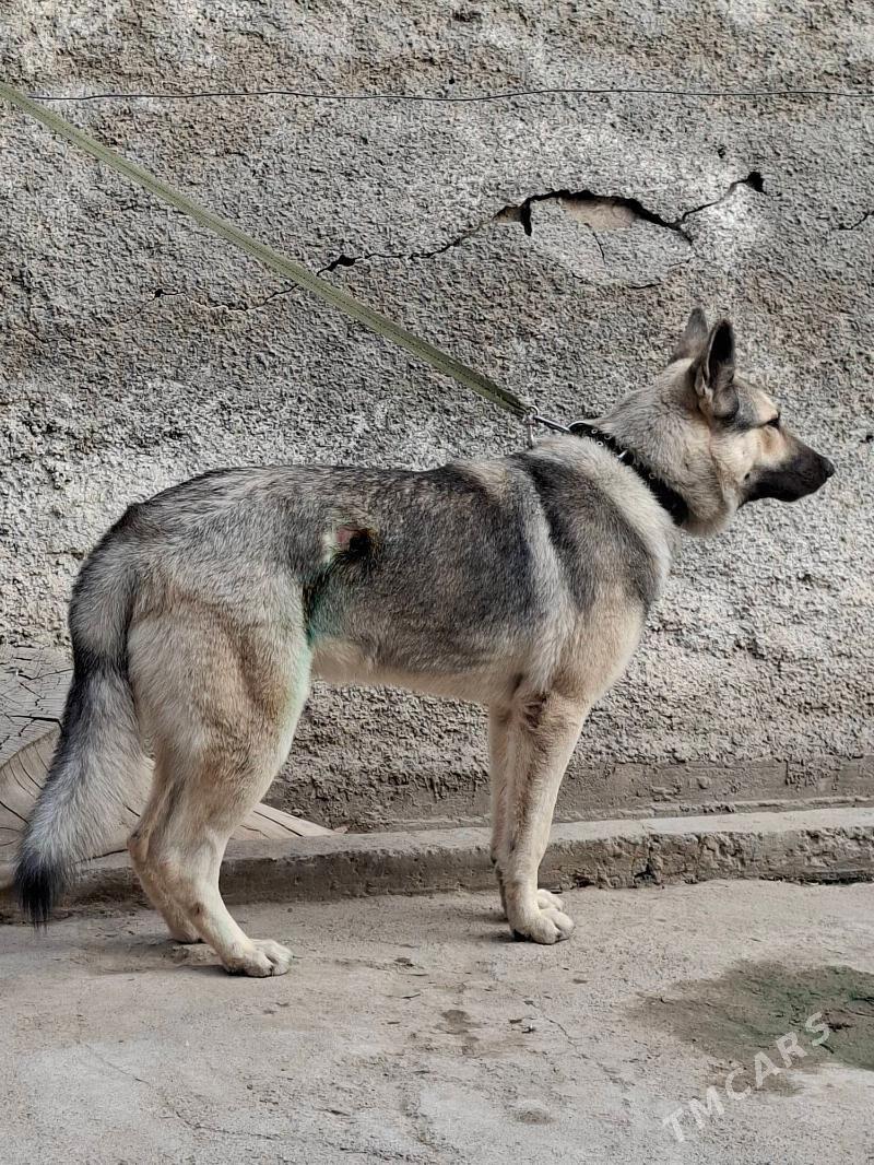 Afcarka gujuk - Ашхабад - img 3