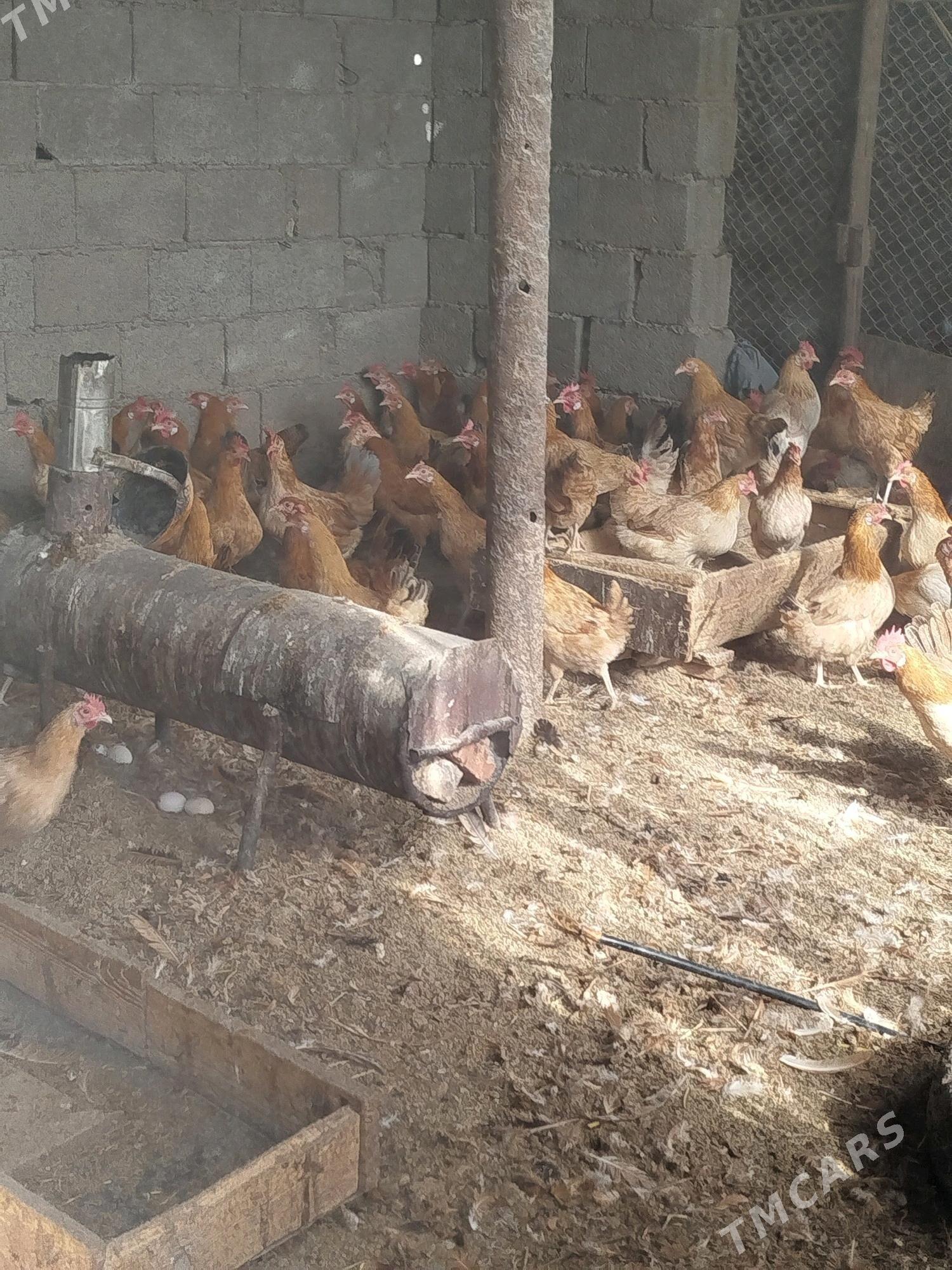 Yumutgalayan towuklar - Теджен - img 2