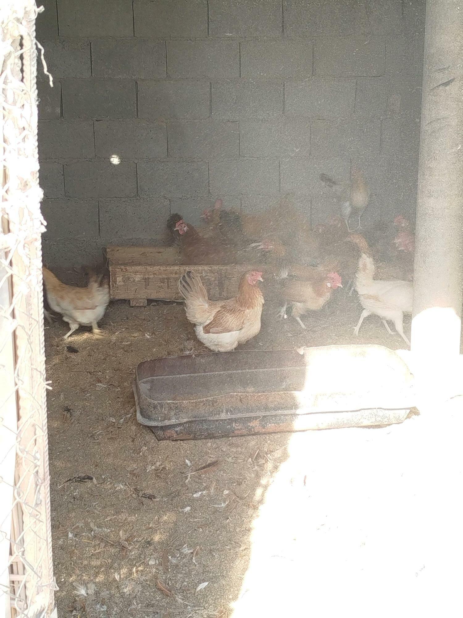 Yumutgalayan towuklar - Теджен - img 3