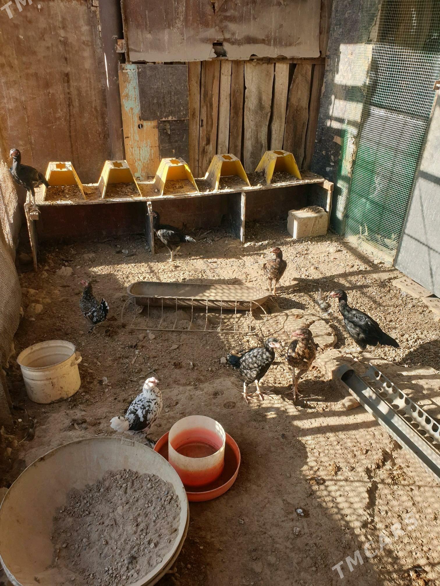 boyes - Мары - img 2