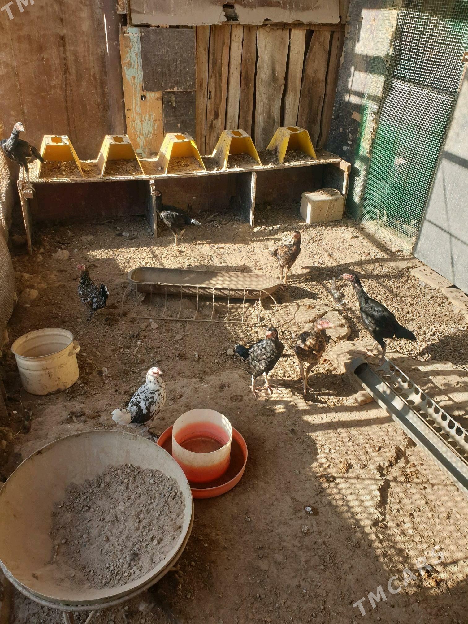 boyes - Мары - img 3