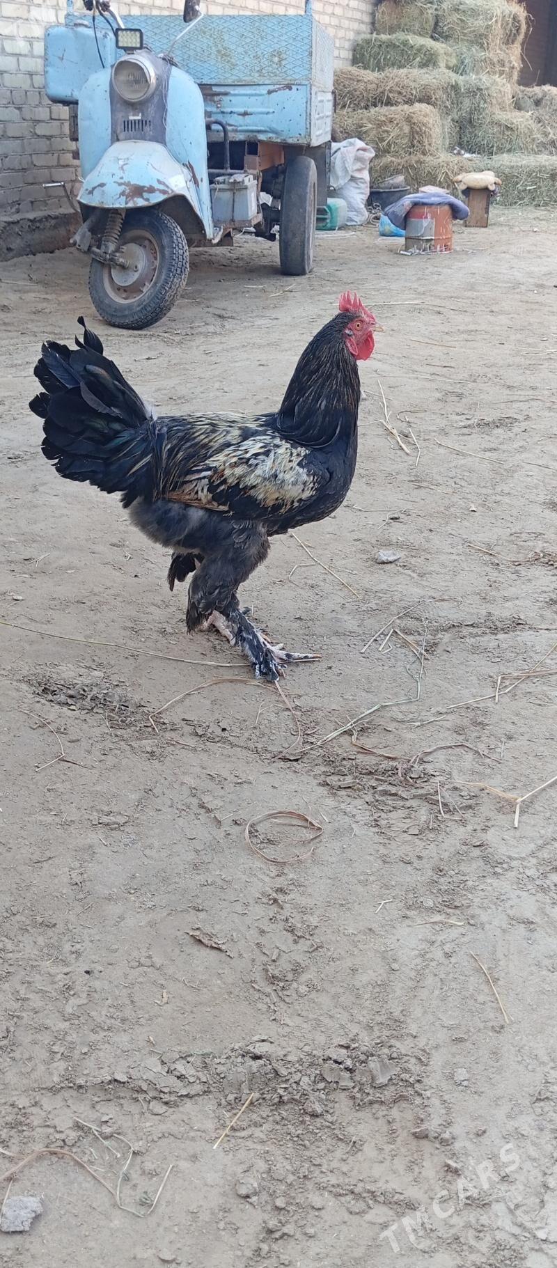 Türkmen horaz - Саят - img 1