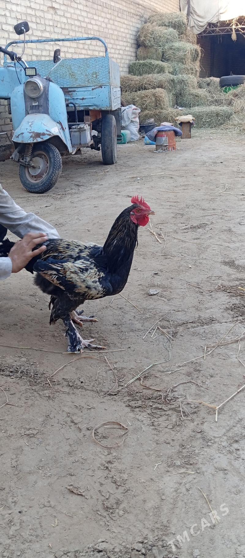 Türkmen horaz - Саят - img 3