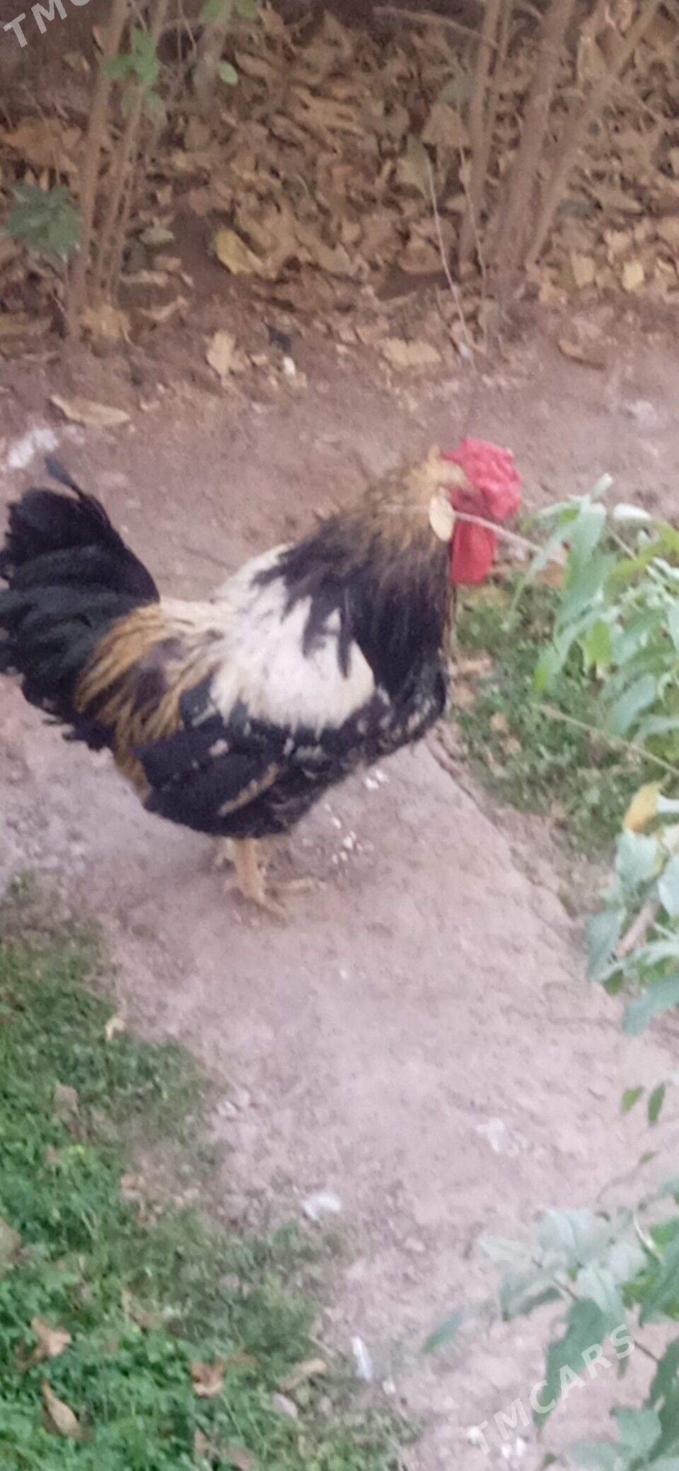 Хораз - Türkmenabat - img 2