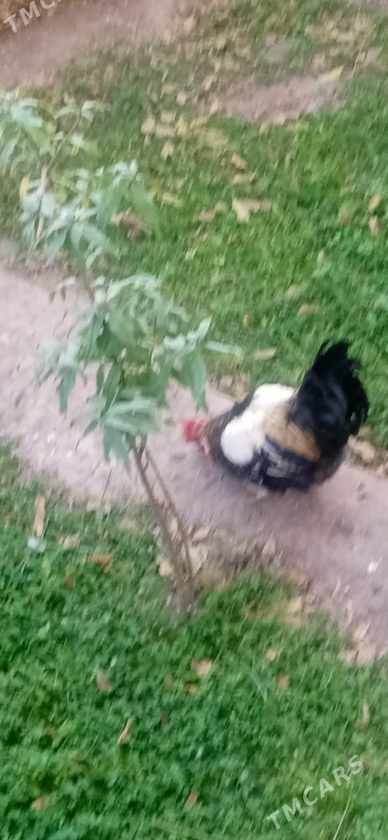 Хораз - Türkmenabat - img 3