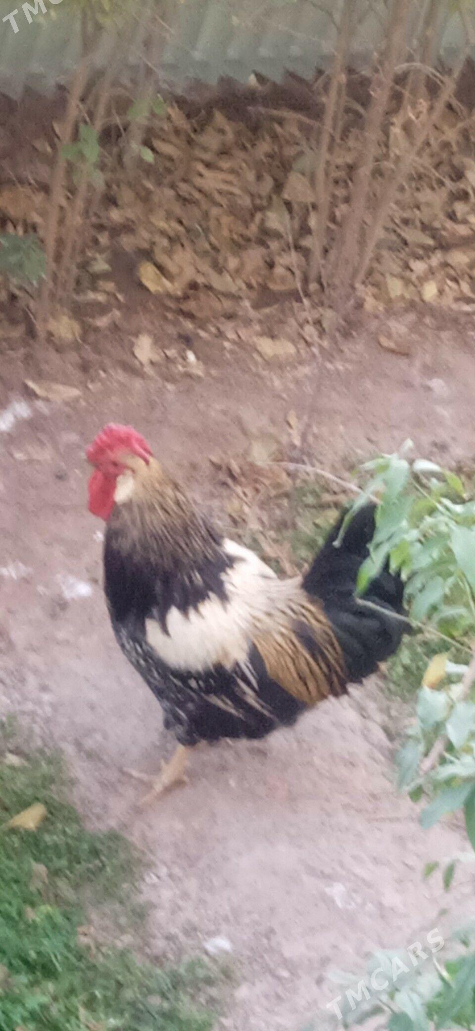 Хораз - Türkmenabat - img 4