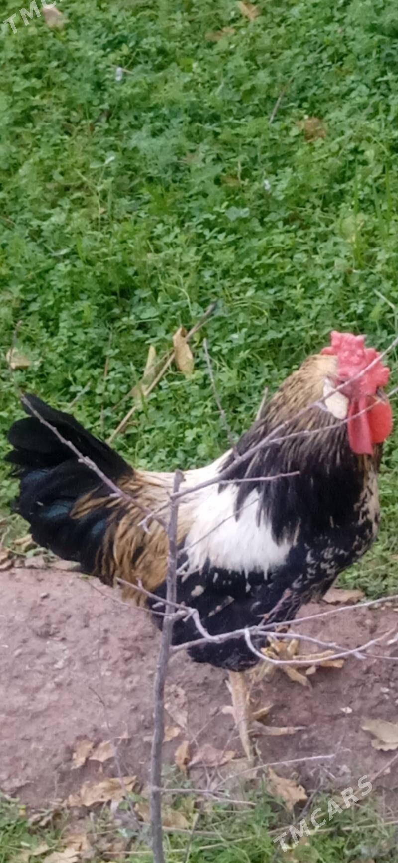 Хораз - Türkmenabat - img 1