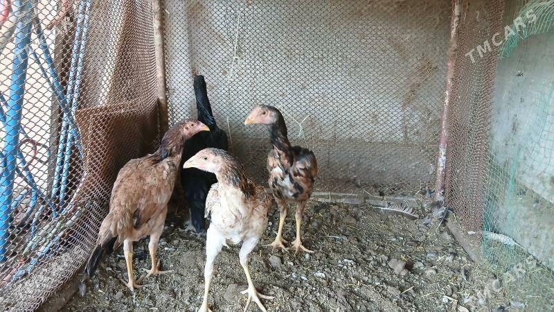 маки жужелер - Чарджоу - img 4