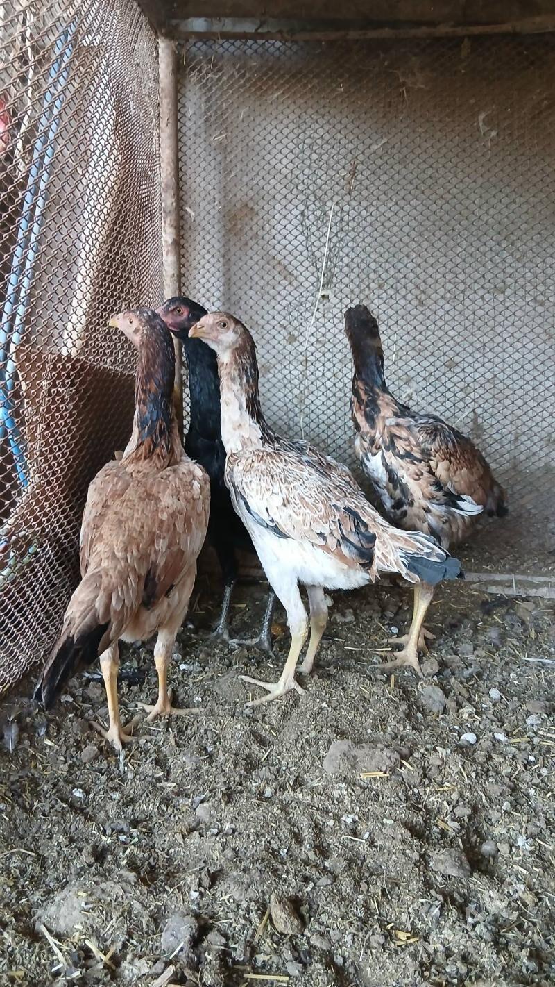 маки жужелер - Чарджоу - img 3