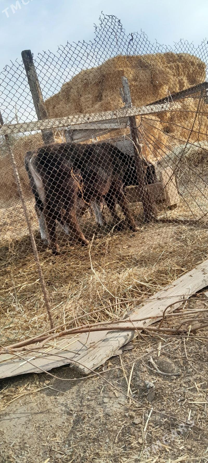 şiwes okuz - Бахарден - img 2