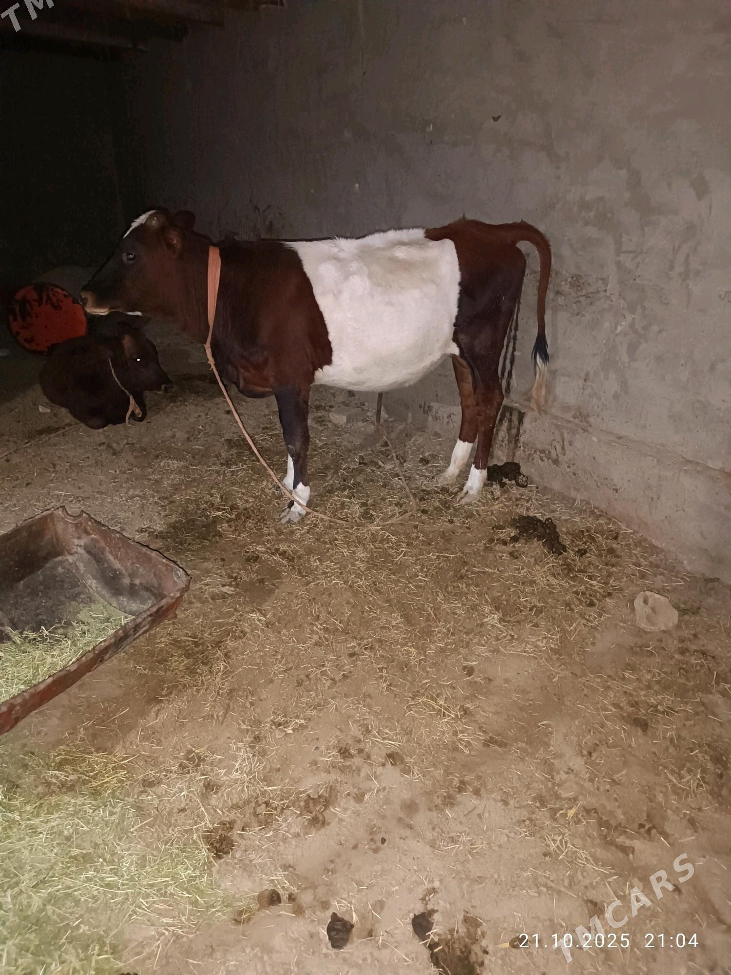 okuzce  gulajyn  gole - Murgap - img 5