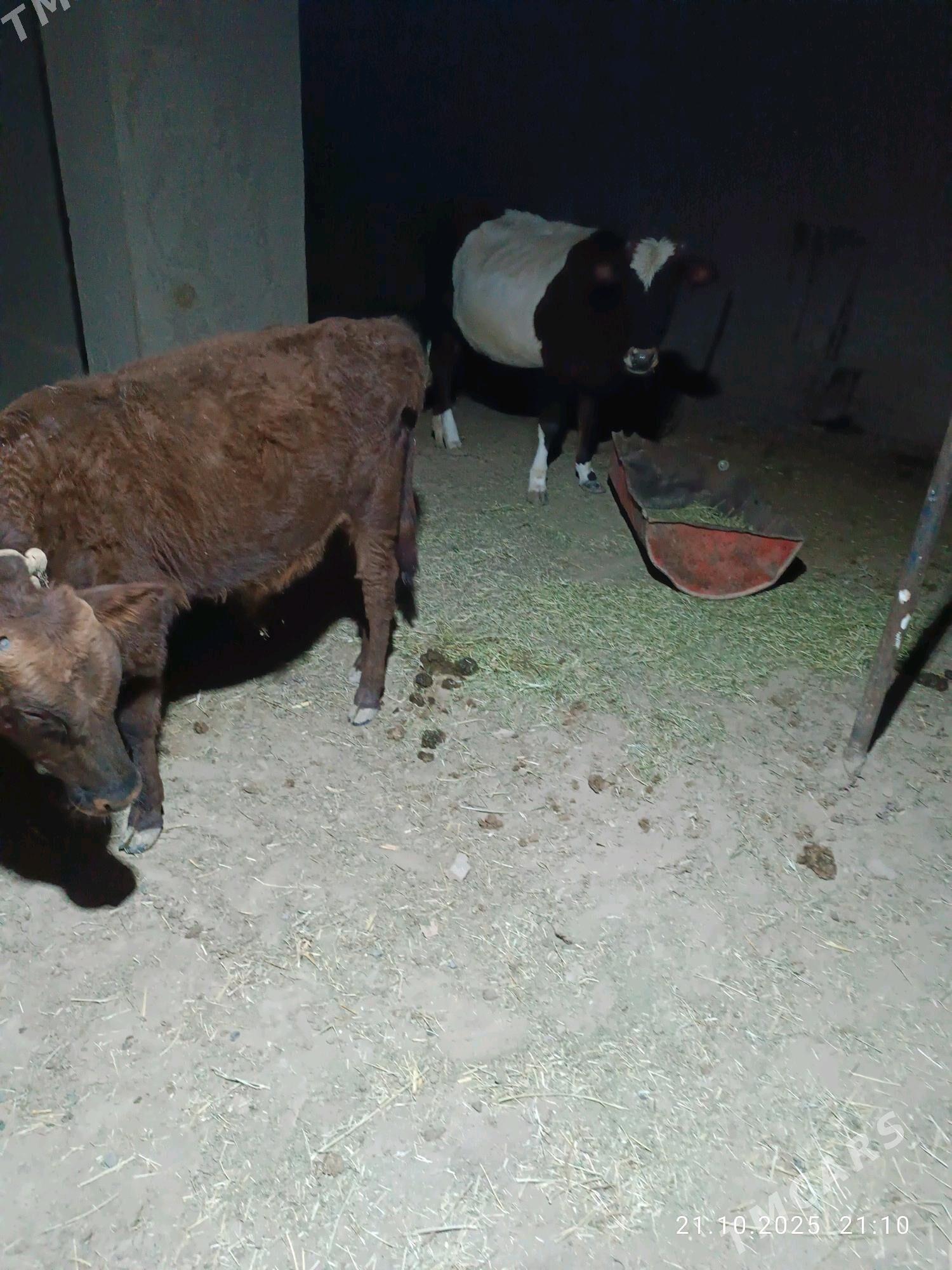 okuzce  gulajyn  gole - Murgap - img 3