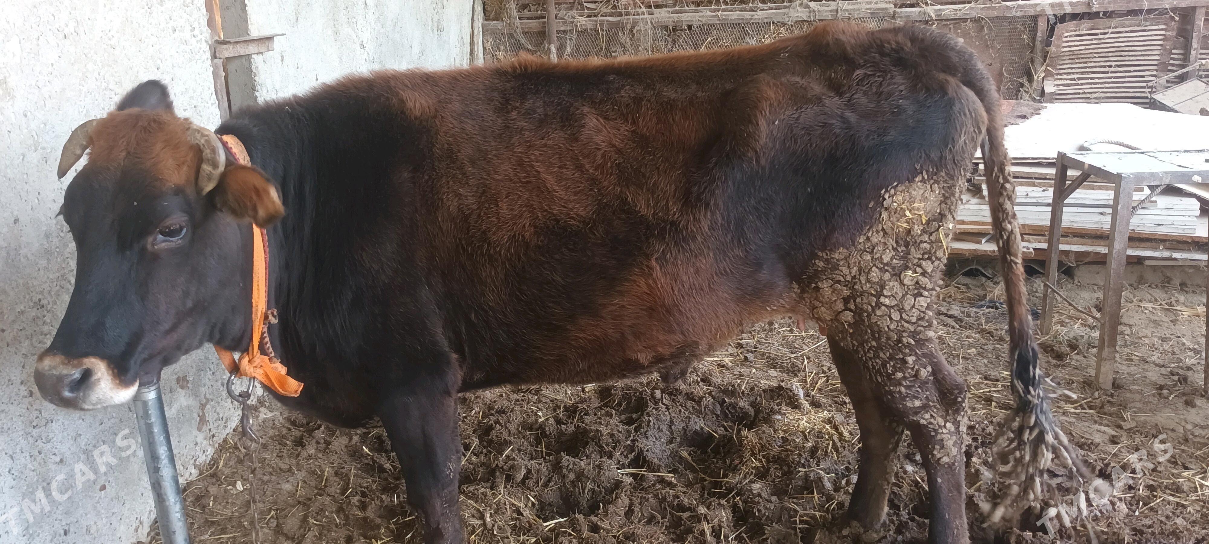 bakylan sygyr - Ýaşlyk - img 1