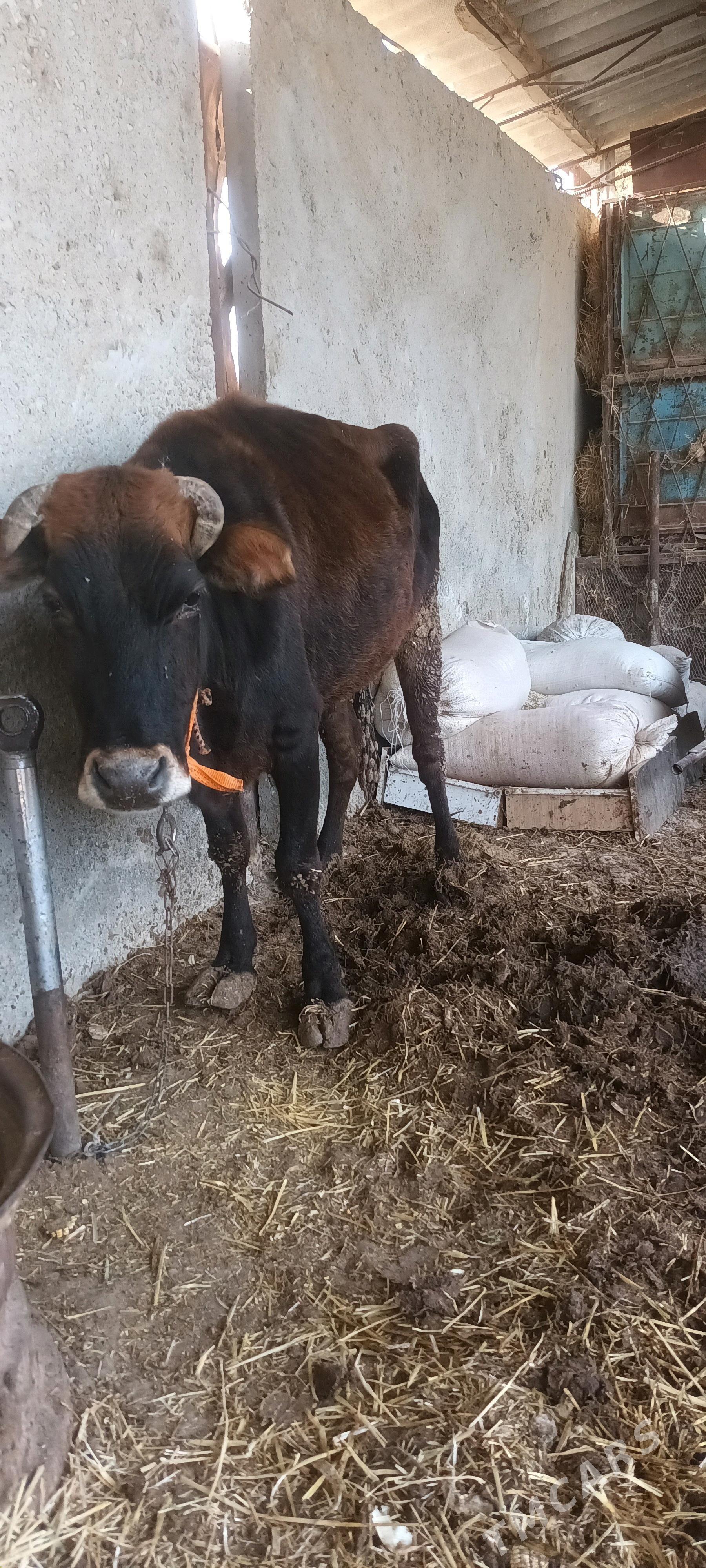 bakylan sygyr - Ýaşlyk - img 2