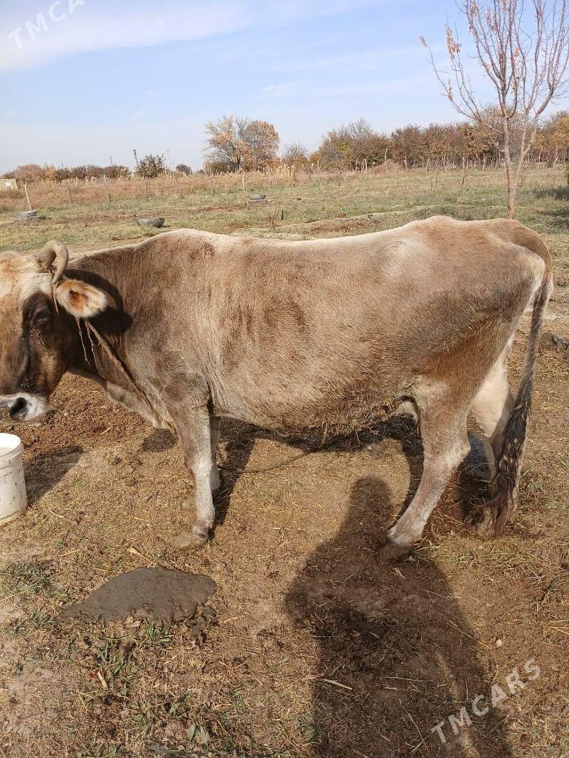 sygyr - Bäherden - img 2