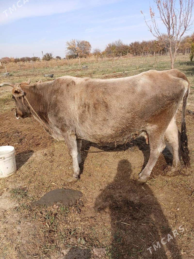 sygyr - Bäherden - img 1