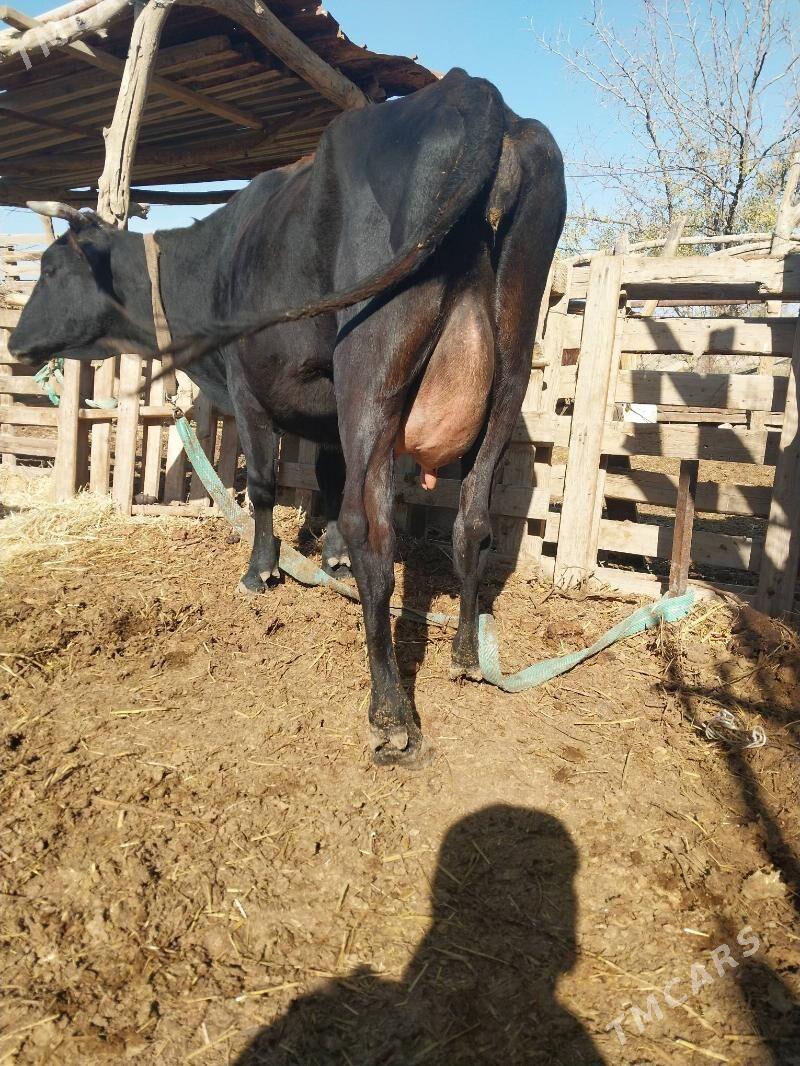 GÖLELI SYGYR - Wekilbazar - img 3