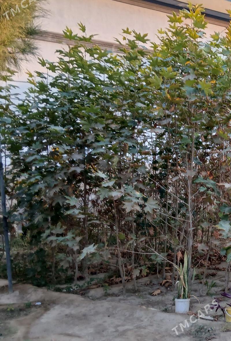 Çynar agajy - Aşgabat - img 1